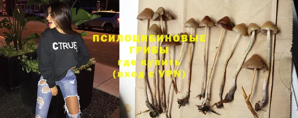 стаф Бородино